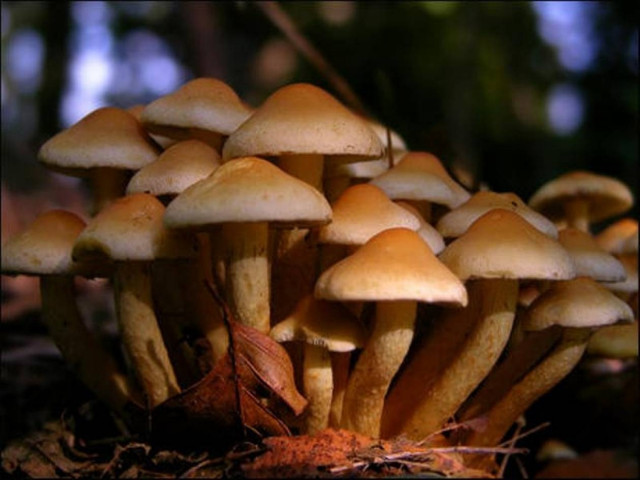 Επικίνδυνα μανιτάρια αποσύρονται από τα σούπερ μάρκετ