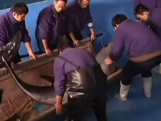 Δελφίνι κατάπιε μπάλα του βόλεϊ