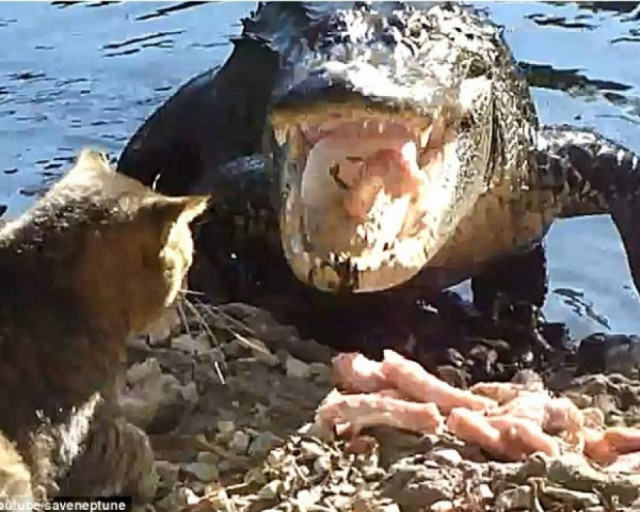 Γάτα VS Aλιγάτορα= 1-0!