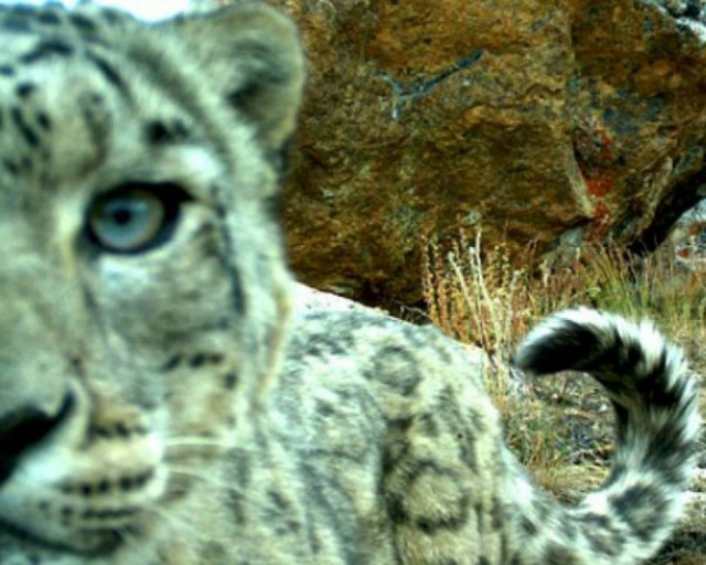 Λεοπάρδαλη – κλέφτης «βούτηξε» την κάμερα των ερευνητών!