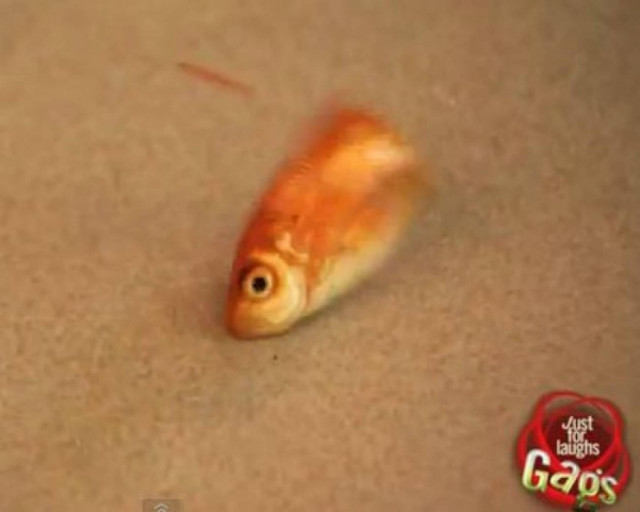 «Βοήθεια το ζελεδάκι ζωντάνεψε»