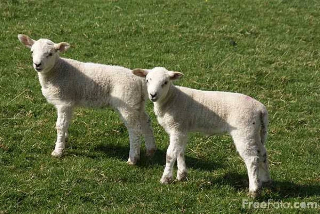 Eντοπίστηκε νέος ιός στην Ευρώπη που επηρεάζει βοοειδή και αρνιά