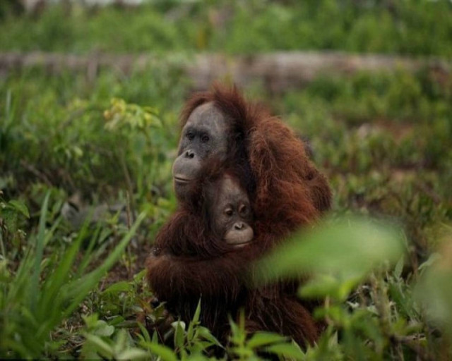 Συγκλονιστική φωτογραφία ουρακοτάγκου