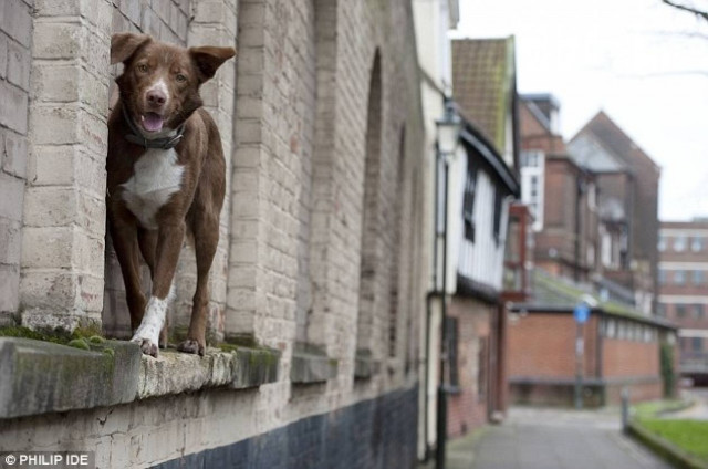 O σκύλος ακροβάτης