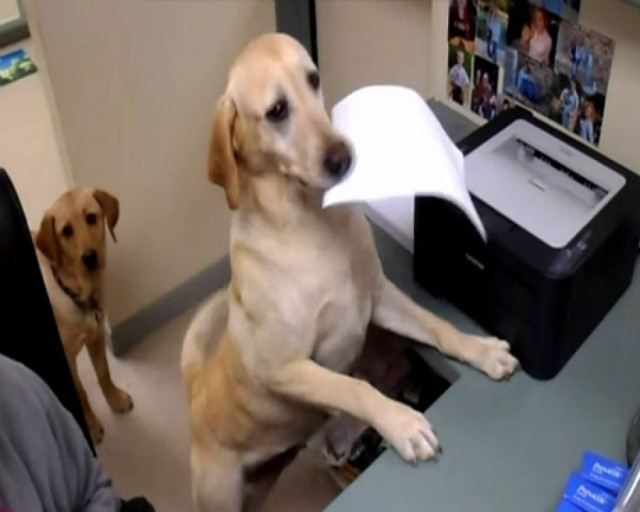 Σκύλος-γραμματέας παραδίδει αποδείξεις σε πελάτες!