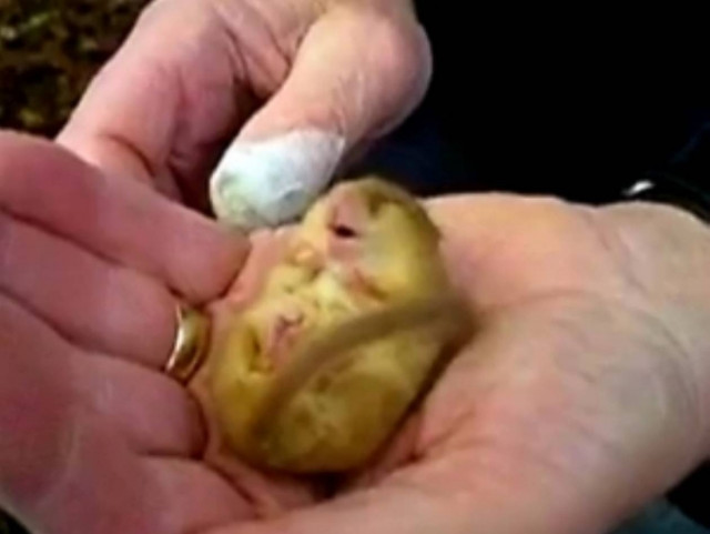 Τρελό ροχαλητό τυφλοπόντικα σε χειμέρια νάρκη!