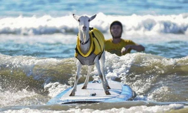 Η κατσίκα… σερφάρει!