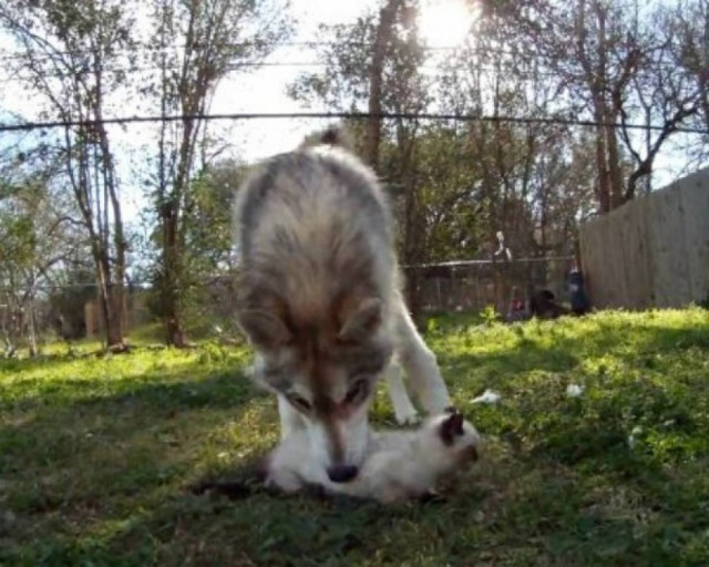 Λύκαινα υιοθέτησε γατάκι!