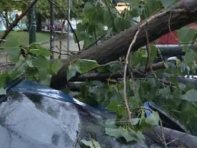 Κέρκυρα: Φρικτός θάνατος ηλικιωμένου από πτώση δέντρου