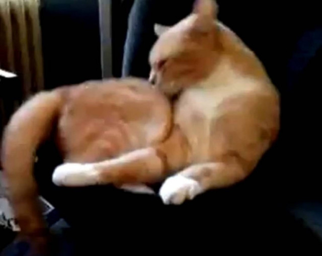 Μια γάτα στο ηχείο