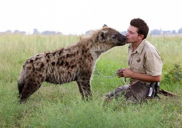 Κάνει παρέα με μια ύαινα!