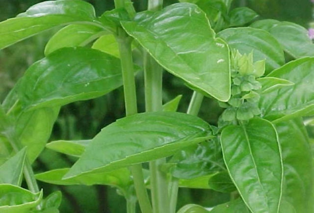 «Ομιλούντα» φυτά σε βρετανικό πανεπιστήμιο