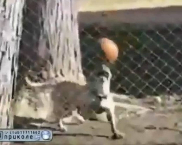 Ένας σκύλος για την «Μπάρτσα»