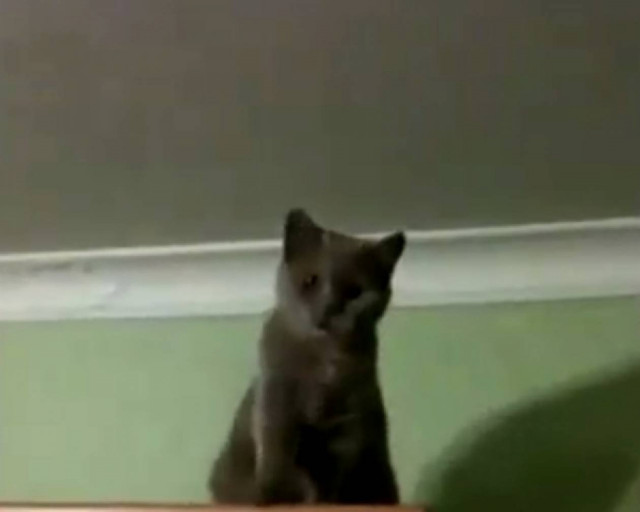 Γάτα εκλιπαρεί να τη κατεβάσουν από το ράφι