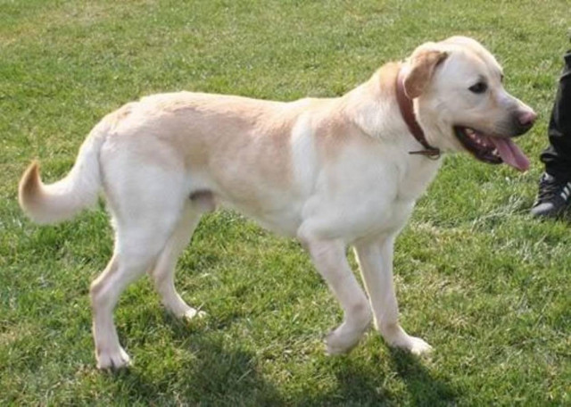 Μετέτρεψε τον σκύλο σε στόχο σκοποβολής!