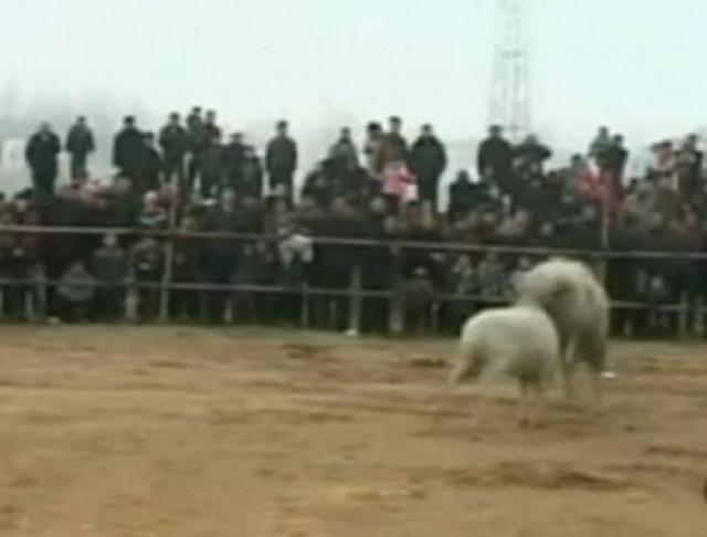 «Αρρωστημένο» έθιμο με κριάρια που παλεύουν μεταξύ τους