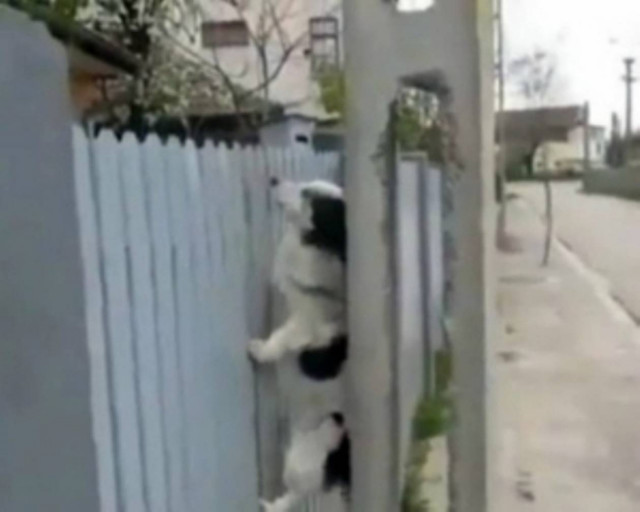 Σκύλος κάνει… ακροβατικά για να δει την κοπέλα του!