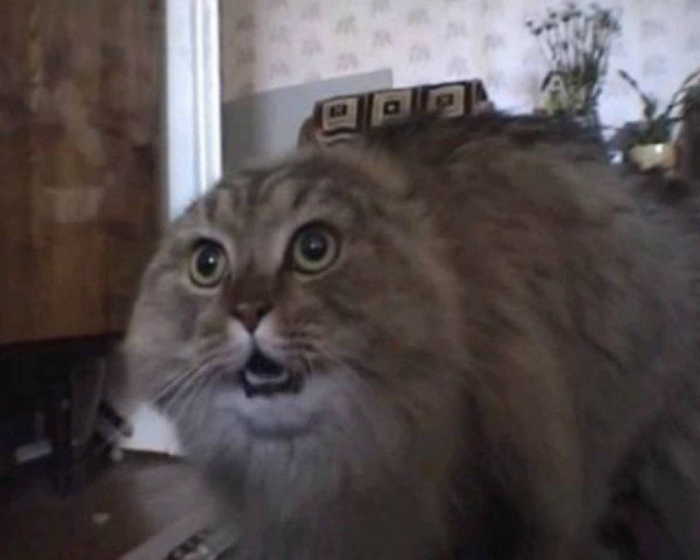 Δείτε το πιο αστείο βίντεο του YouTube