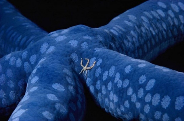 Οι καλύτερες φωτογραφίες του National Geographic για το 2011