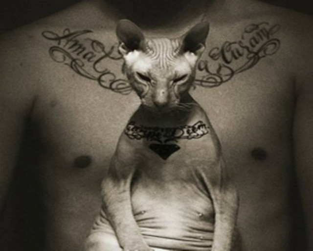 ΒΙΝΤΕΟ: Έκανε στην γάτα του το τατουάζ που έχει και ο ίδιος...