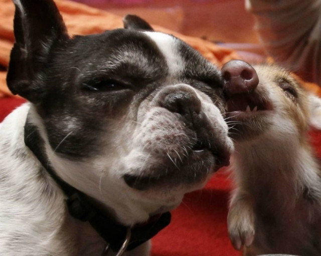 Bulldog υιοθέτησε έξι μικρά αγριογούρουνα!