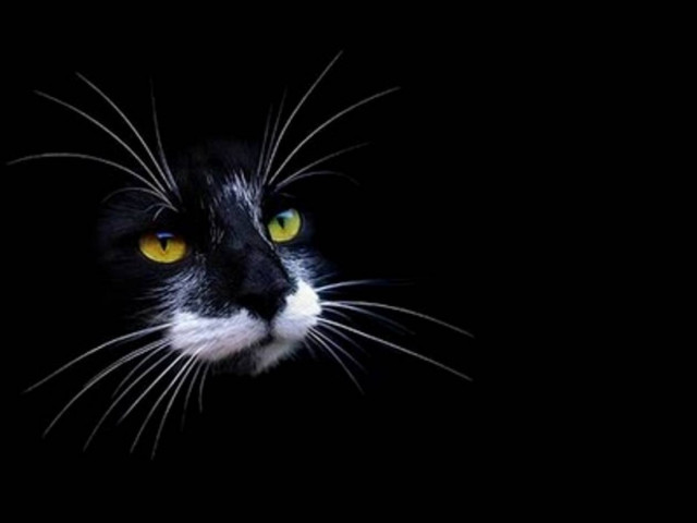 Πυρκαγιά απανθράκωσε 150 γάτες στην Κίνα