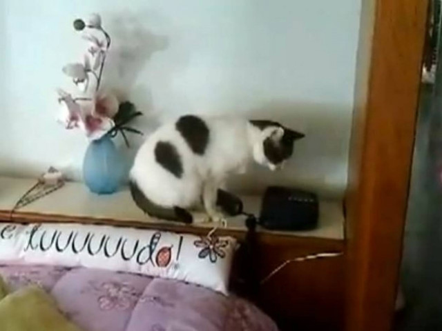 Η γάτα που σηκώνει το τηλέφωνο