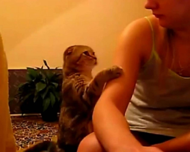 Γάτα ικετεύει την ιδιοκτήτριά της να την χαϊδέψει!