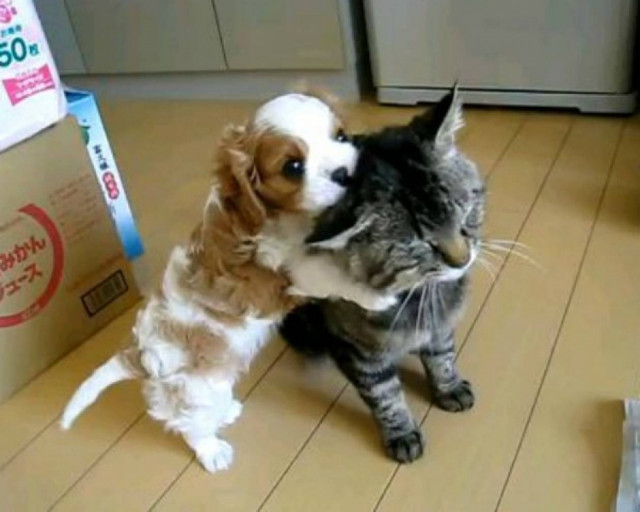 Ένα παιχνιδιάρικο κουτάβι και μία «μουτρωμένη» γάτα!