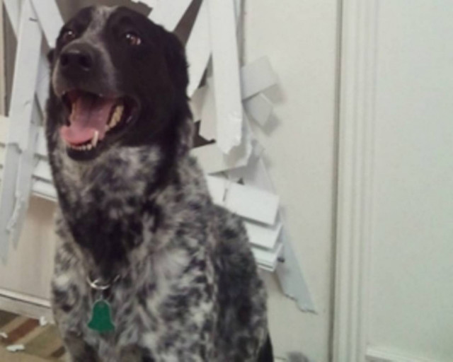 Αυτός ο σκύλος δεν νιώθει καμία ενοχή...