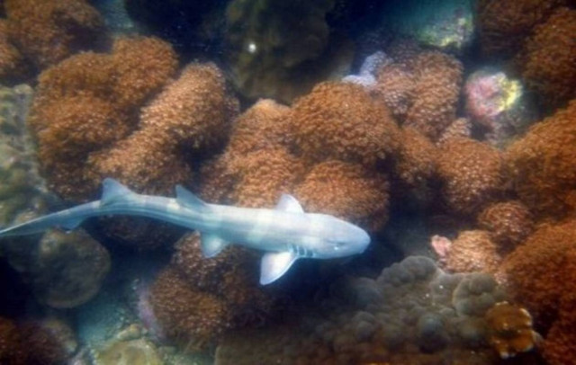 Μεσαιωνικό μενταγιόν στην κοιλιά καρχαρία!