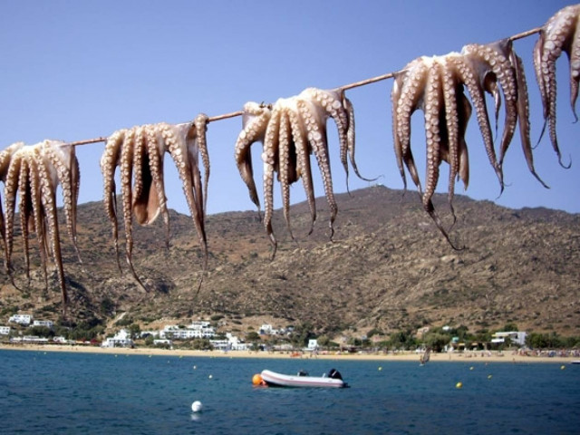 Τα χταπόδια δεν πρόλαβαν να μεγαλώσουν μέχρι… την Σαρακοστή