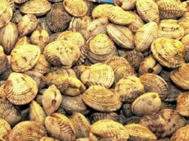 Κατέσχεσαν 70 κιλά οστρακοειδή