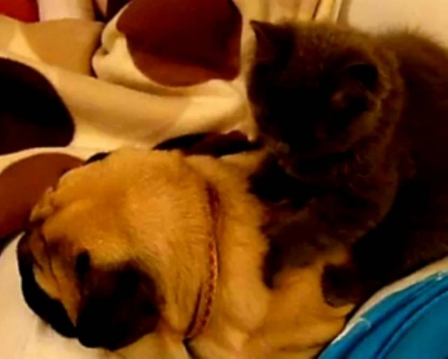 Γατάκι κάνει μασάζ σε σκύλο που κοιμάται!