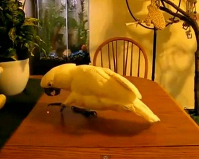 Ένας μπερδεμένος παπαγάλος!