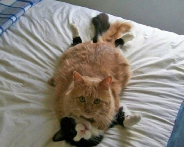 Φωτογραφίες με γάτες την πιο κατάλληλη στιγμή