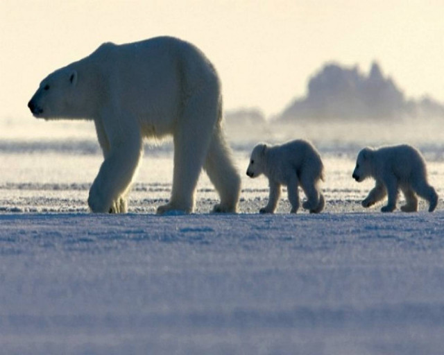 Tα απίθανα ζώα της Ανταρκτικής από το Frozen Planet του BBC