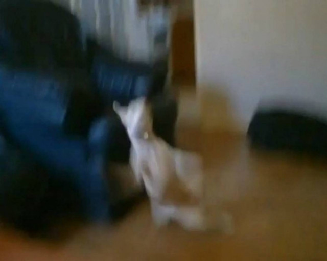 Ο... ιπτάμενος σκύλος!