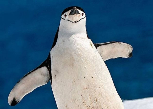 Μια τρελοπαρέα πιγκουΐνων το έριξε στον χορό