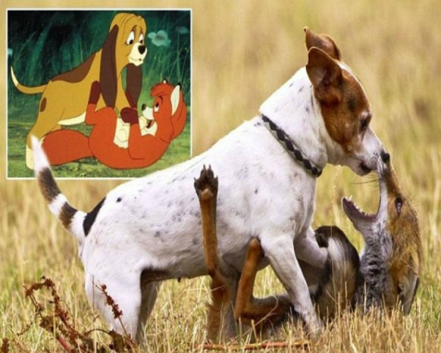 H συγκινητική φιλία ανάμεσα σε μια αλεπού και ένα σκύλο