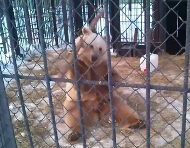 Η αρκούδα που ξέρει Kung Fu