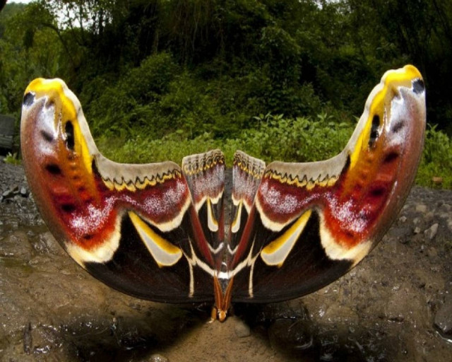 Πεταλούδα γίγας βρέθηκε στα Ιμαλάια!