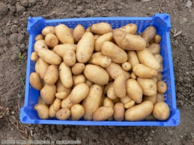 Έχει παρελθόν η «υπόθεση της πατάτας»