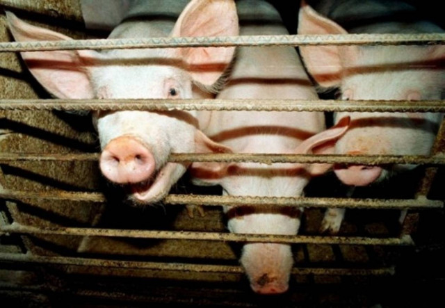 Έκλεψαν ταΐστρες γουρουνιών