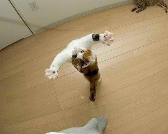 Όταν οι γάτες κάνουν ακροβατικά!