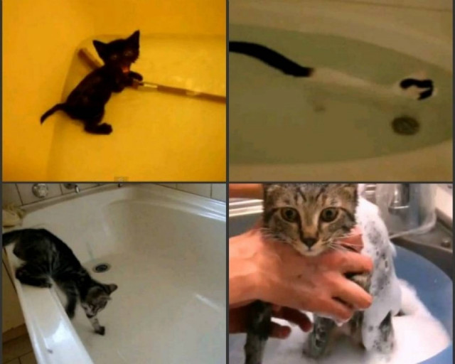 Όταν τα γατάκια κάνουν μπάνιο!