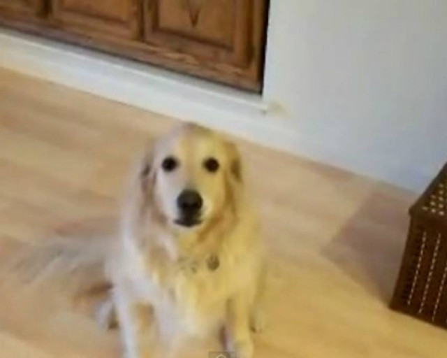 Είσαι τεμπέλης; Θα λατρέψεις αυτόν τον σκύλο!