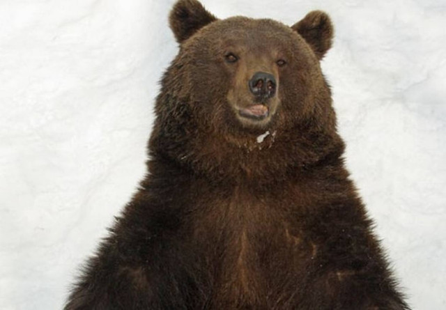 Μια αρκούδα κάνει τσουλήθρα στο χιόνι