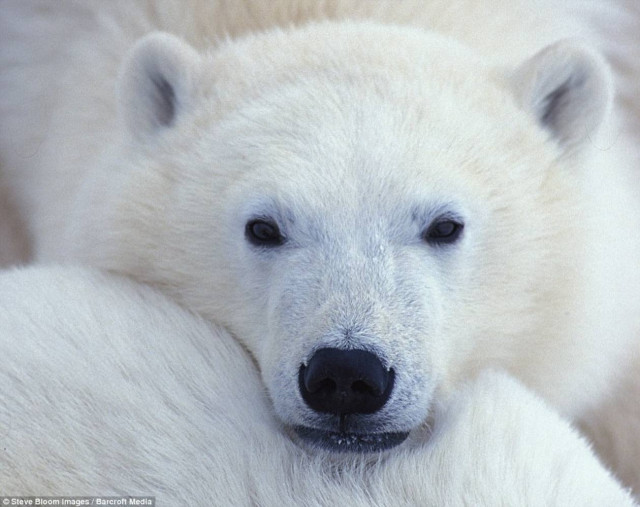 Πολικές αρκούδες παίζουν στο χιόνι