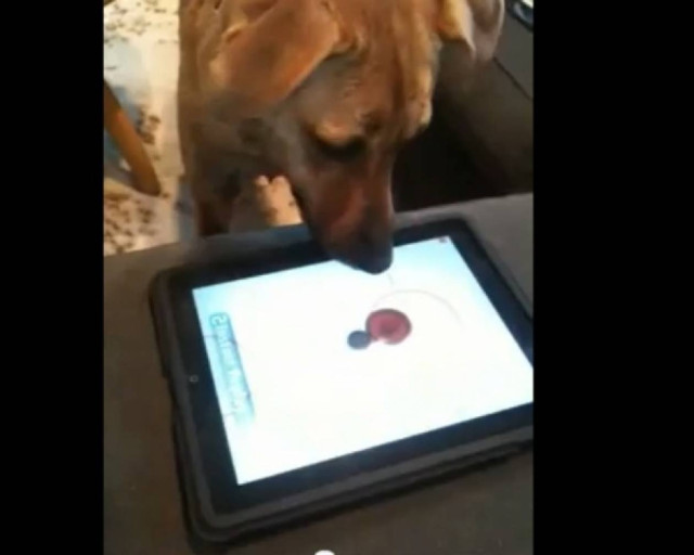 Σκύλος παίζει ice hockey σε iPad!